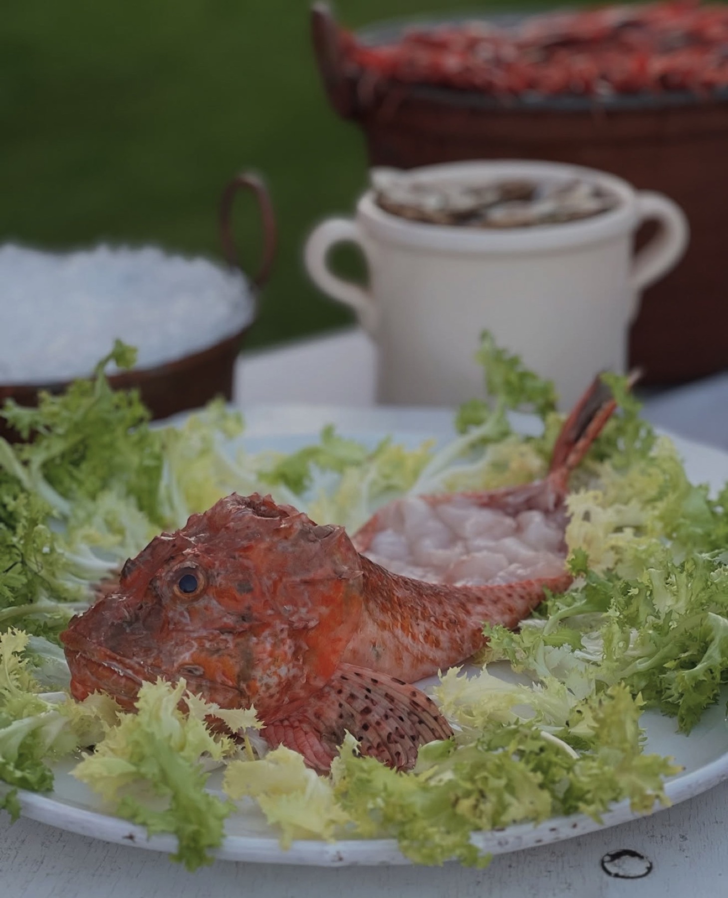Scorfano rosso freschissimo su piatto con insalata riccia